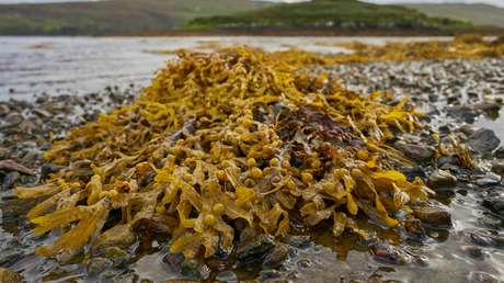 Un extracto de algas supera al remdesivir para bloquear el nuevo coronavirus en estudios celulares