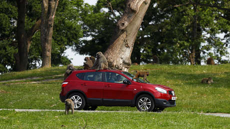 FOTOS: 'Arman' a babuinos de safari con cuchillos, destornilladores y motosierras para que dañen a los coches
