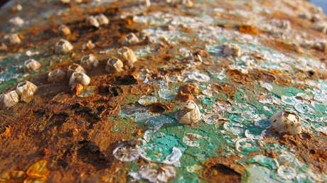 Científicos estadounidenses descubren 'accidentalmente' dos bacterias que comen metales