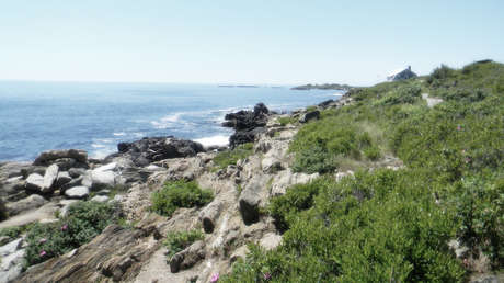 Una mujer muere tras sufrir el ataque de un tiburón mientras nadaba en las costas de EE.UU.