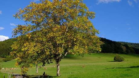 "Gracias, árbol mío": Una mexicana rompe en llanto porque Hanna tiró su nogal de más de 100 años (VIDEO)