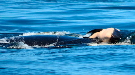 Una orca que cargó por 17 días a su cría muerta está preñada nuevamente