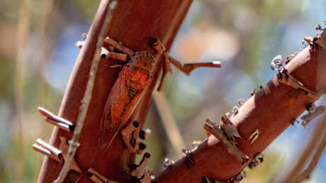 FOTOS: Captan una rara especie de cigarra que estuvo desaparecida por más de 100 años