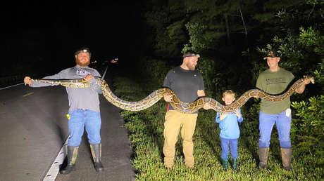 FOTOS: Atrapan en Florida una gigantesca pitón birmana de cinco metros