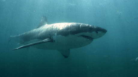 Tiburón blanco, imagen ilustrativa