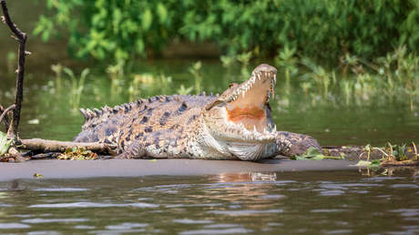 Un joven se mete en un río aconsejado por un sacerdote y muere atacado por un cocodrilo