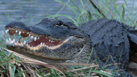 La rápida reacción de un padre salva a su hija del ataque de un enorme caimán