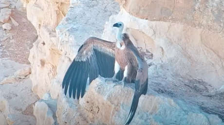 VIDEO: Un 'dron mamá' manejado por el Ejército israelí alimenta a un buitre huérfano y hace que sobreviva