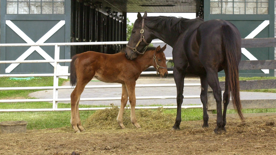 Crueles y "bárbaras" matanzas de caballos en Francia y nadie sabe por qué