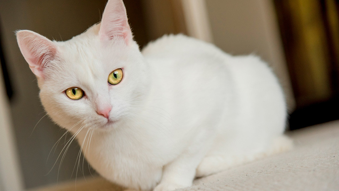 VIDEO: Un gato mueve su cabeza al ritmo de la música e hipnotiza a la Red