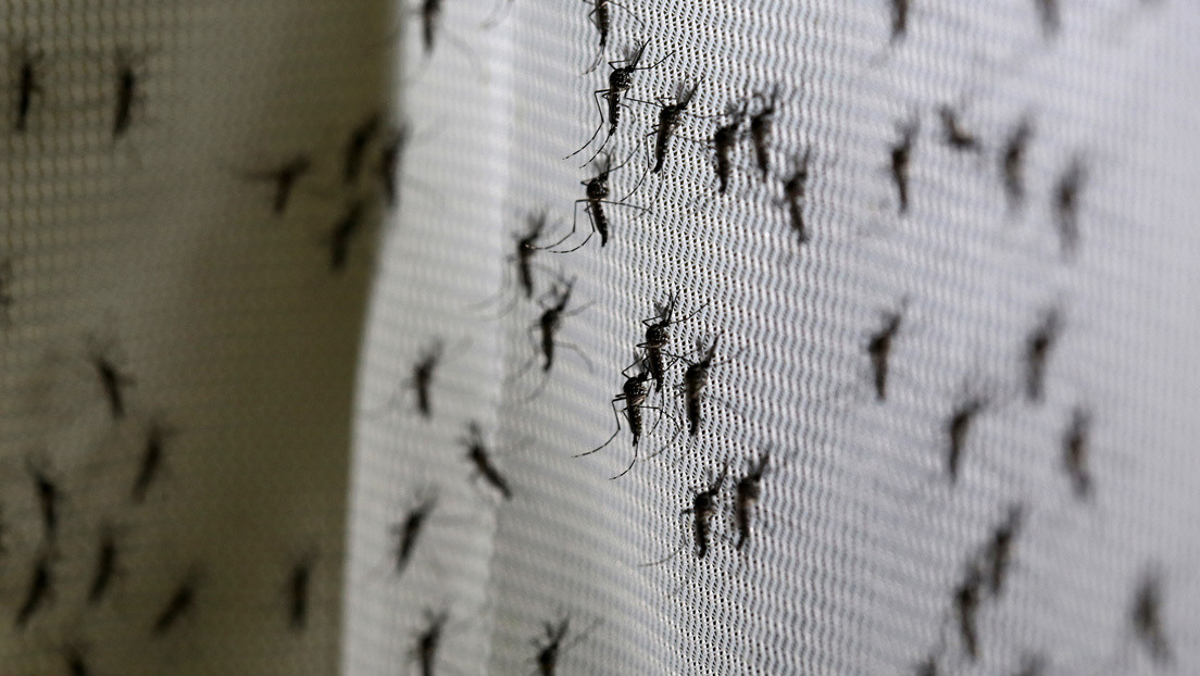 Confirman que varios casos de meningoencefalitis en España están relacionados con el 'virus del Nilo'