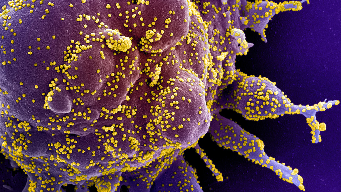 Malasia detecta en el país la cepa del coronavirus más infecciosa y predominante en EE.UU. y Europa