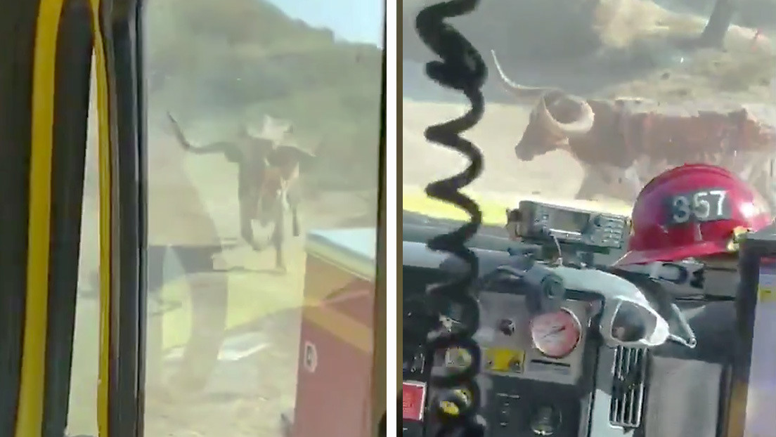 VIDEO: Un toro persigue a bomberos que luchaban contra incendios forestales en California