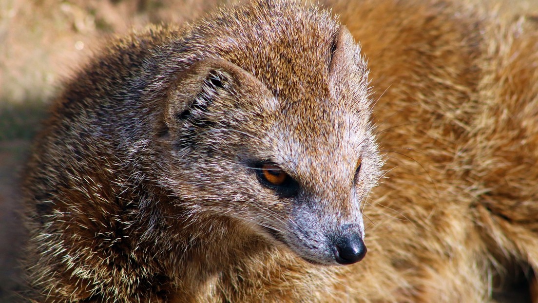 Combate de vida o muerte entre una mangosta y una serpiente (VIDEO)