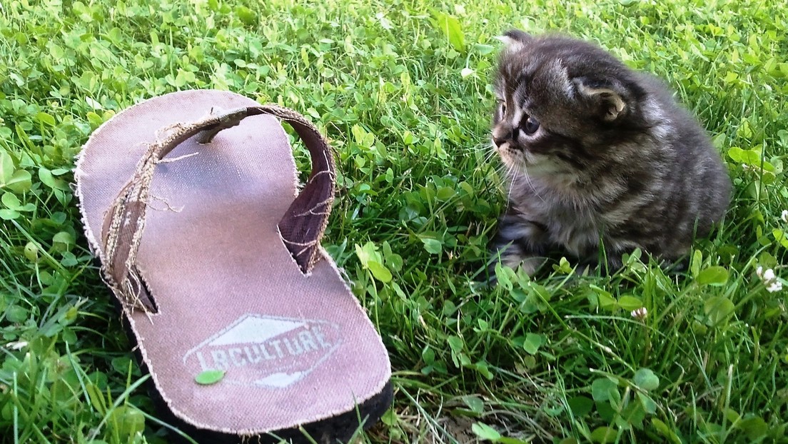 Cazado infraganti: Un gato 'adicto' a robar los zapatos del vecindario se convierte en estrella de la Red (VIDEO)