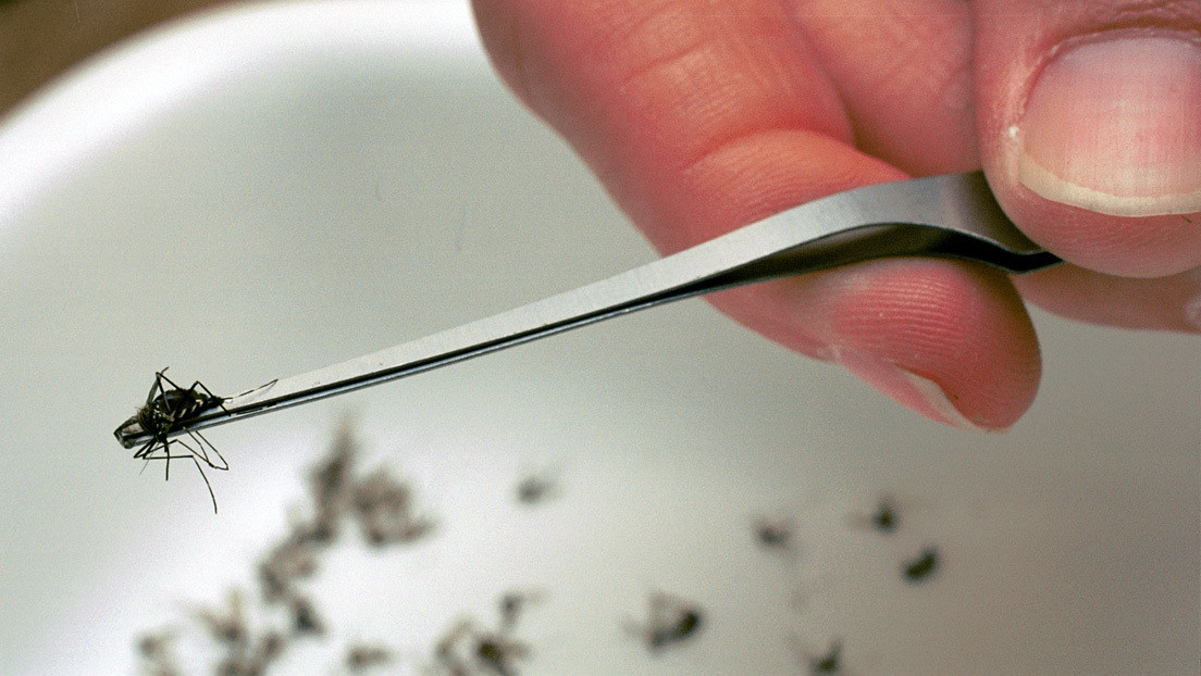 ¿Qué es el virus del Nilo Occidental que en España ha causado dos muertes y 38 contagios?