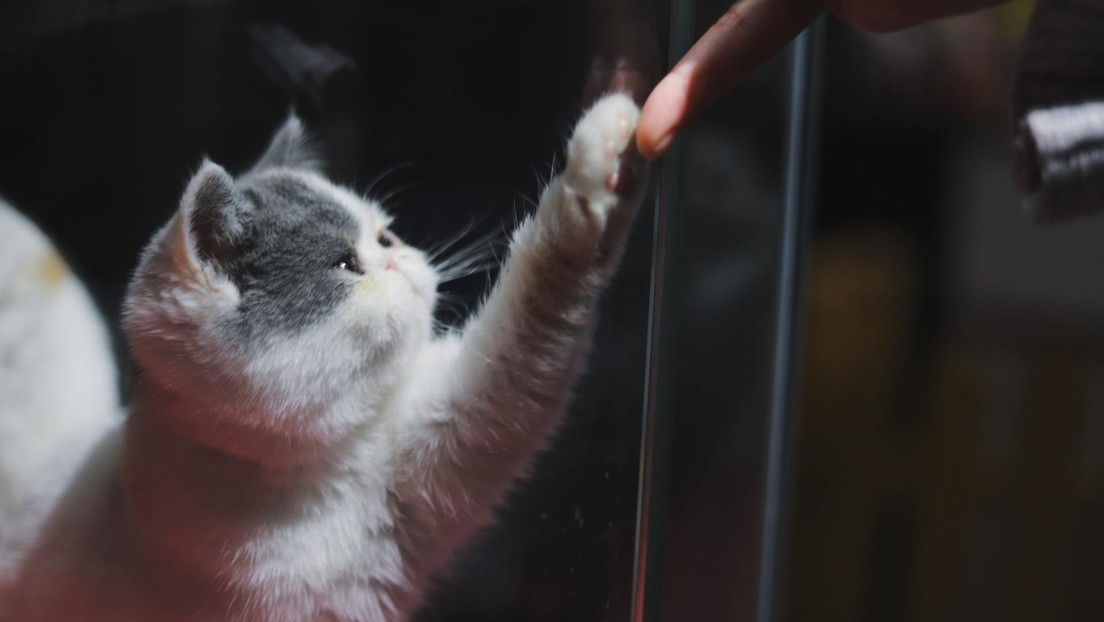 Va a un refugio de animales en busca de un compañero de vida tras perder a su gato ¡y se reencuentran!