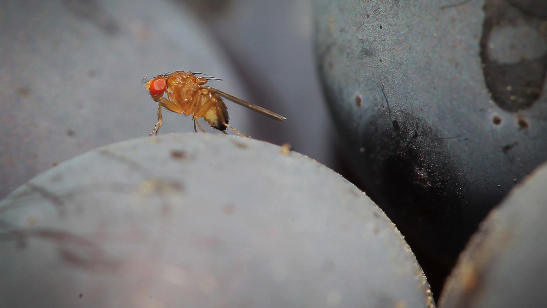 Descubren que las moscas y las personas perciben igual ciertas ilusiones ópticas