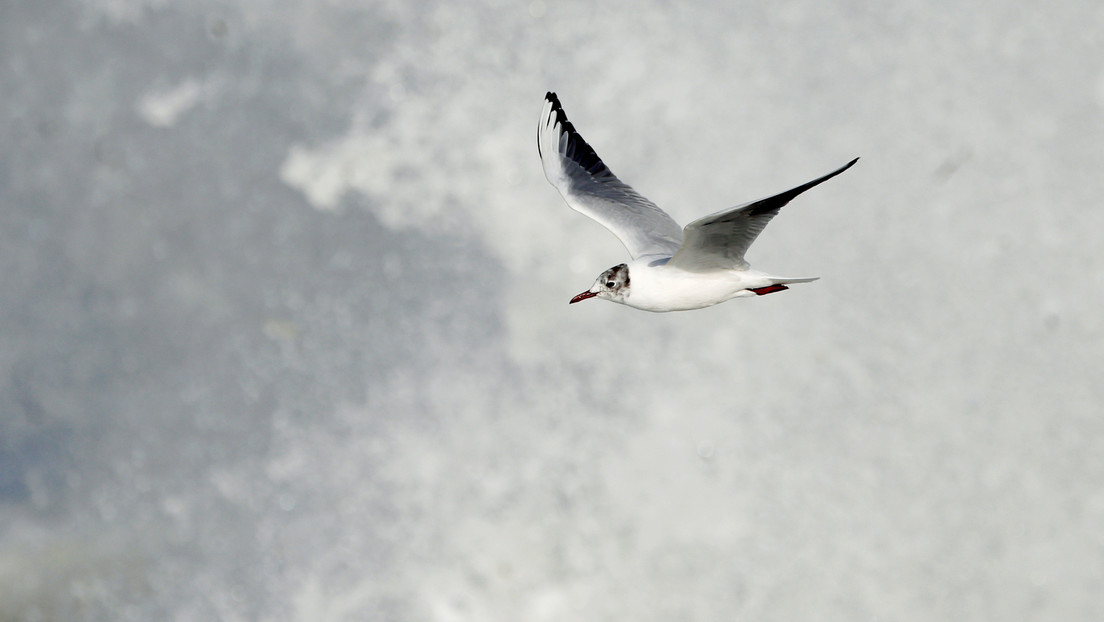 FOTOS: Un pescador salva a una gaviota, que lo acompaña mientras pesca desde hace 15 años