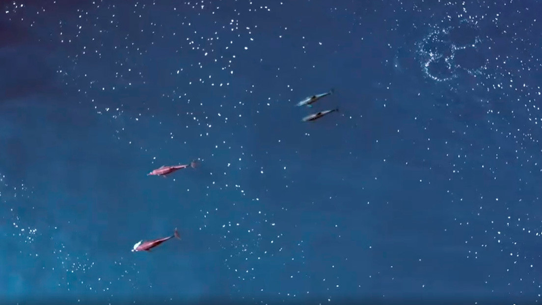 Captan unas raras imágenes de delfines socializando compartiendo comida antes de aparearse (VIDEO)