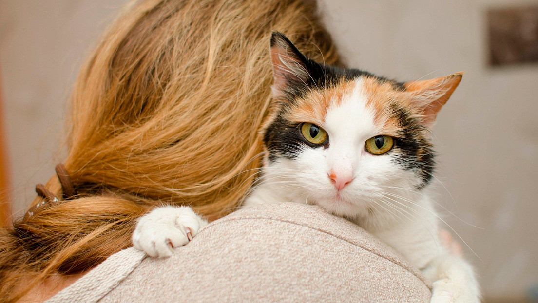 Científicos descubren que un medicamento para gatos puede combatir el coronavirus en humanos y explican por qué "no es sorprendente"