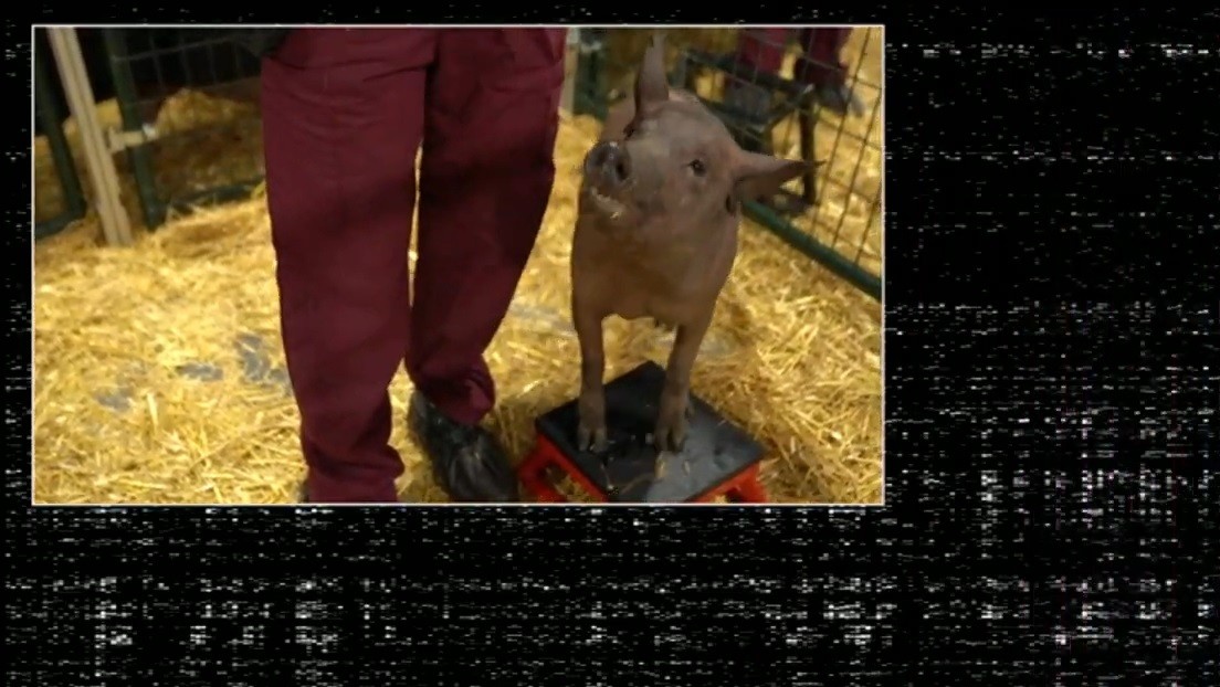 VIDEO: Elon Musk muestra el primer cerdo 'cyberpunk' que lleva el dispositivo de Neuralink instalado en el cerebro