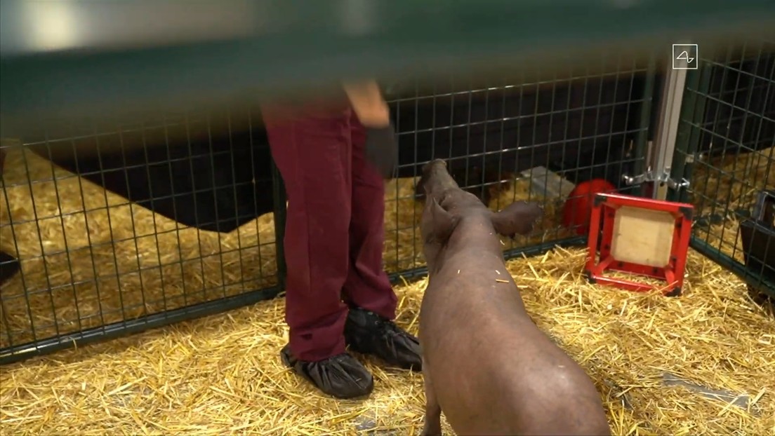 VIDEO: Elon Musk vive un momento incómodo cuando un cerdo 'se niega' a participar en la presentación de Neuralink en plena transmisión en directo