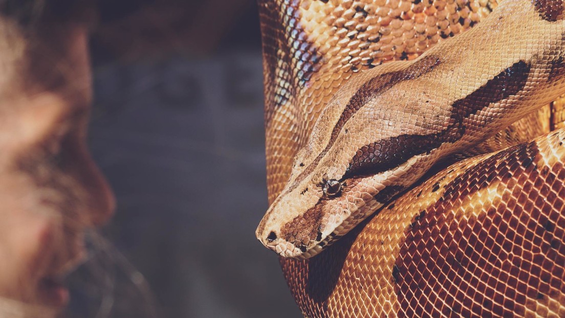 Se viraliza el video de unos médicos que logran extraer una serpiente de más de un metro de la garganta de una mujer