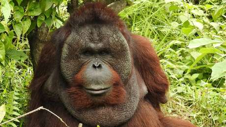 Orangután que perdió ambos brazos tratando de escapar de sus captores aprende a trepar árboles y encontrar comida usando sus patas (VIDEO)
