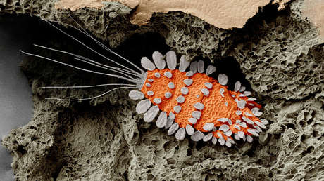 Científicos de EE.UU. sugieren salvar parásitos de la extinción y explican por qué es importante (FOTOS)