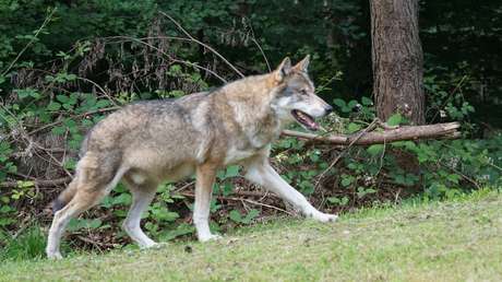 Turistas rescatan a un perro llevándolo en brazos varios kilómetros por las montañas del Ártico ruso