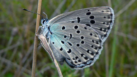 Reintroducen un tipo de mariposa que había desaparecido del Reino Unido hace 150 años