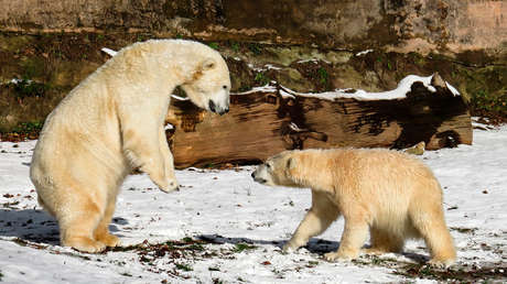 VIDEO: Dos osos polares se enfrentan por un 'botín' que la marea llevó a la orilla de un parque nacional ruso
