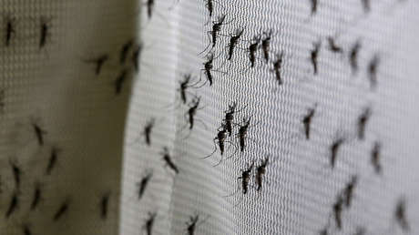 Confirman que varios casos de meningoencefalitis en España están relacionados con el 'virus del Nilo'