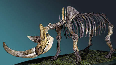 Establecen que lo que causó la extinción del rinoceronte lanudo no fue el exceso de caza