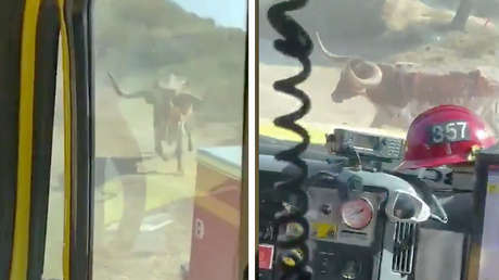 VIDEO: Un toro persigue a bomberos que luchaban contra incendios forestales en California