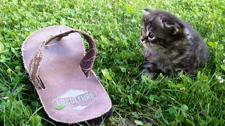 Cazado infraganti: Un gato 'adicto' a robar los zapatos del vecindario se convierte en estrella de la Red (VIDEO)