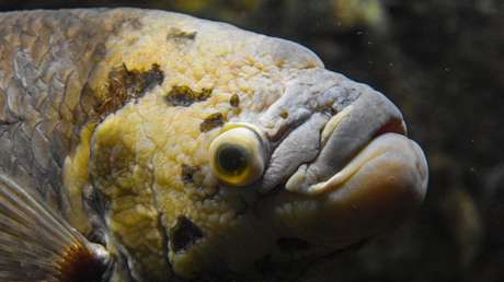 Un adolescente muere en España tras ser picado por un pez araña