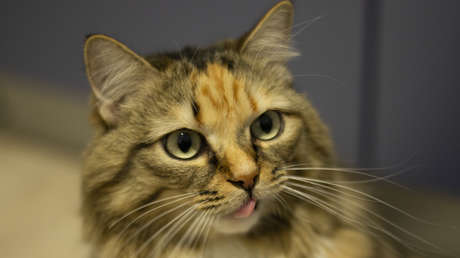 Una gata trae una nota incriminatoria de un restaurante y la dueña descubre su 'doble vida'