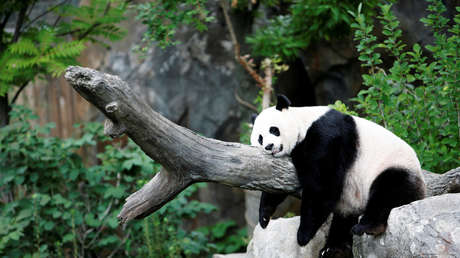 La panda gigante más longeva de Estados Unidos da a luz a un cachorro
