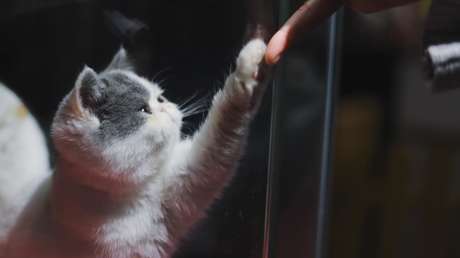 Va a un refugio de animales en busca de un compañero de vida tras perder a su gato ¡y se reencuentran!