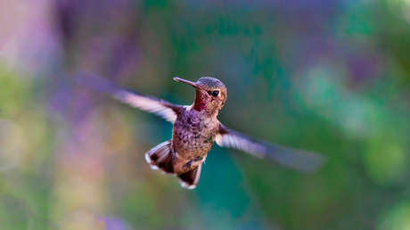 Descubren cómo los colibríes consiguen atravesar cascadas (VIDEO)