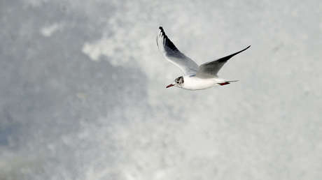 FOTOS: Un pescador salva a una gaviota, que lo acompaña mientras pesca desde hace 15 años