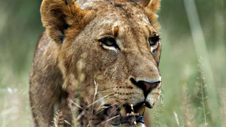 Imagen ilustrativa / Una leona africana