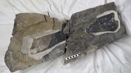 Corre por una playa en Escocia y tropieza con un hueso de dinosaurio