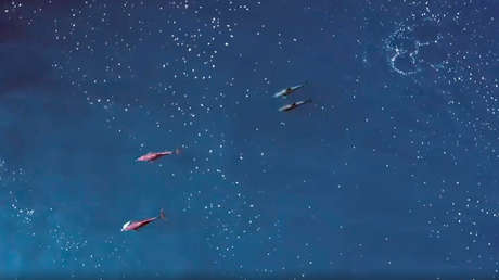 Captan unas raras imágenes de delfines socializando compartiendo comida antes de aparearse (VIDEO)