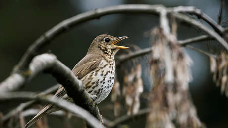 Francia prohíbe la controvertida caza de aves con pegamento