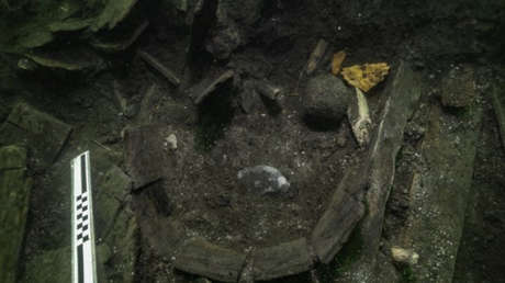 FOTOS: Determinan la especie de un pez de dos metros hallado en un buque del rey de Dinamarca naufragado hace 525 años