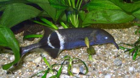 Descubren cómo evolucionaron los cerebros de los peces para lograr ignorar sus propios impulsos eléctricos