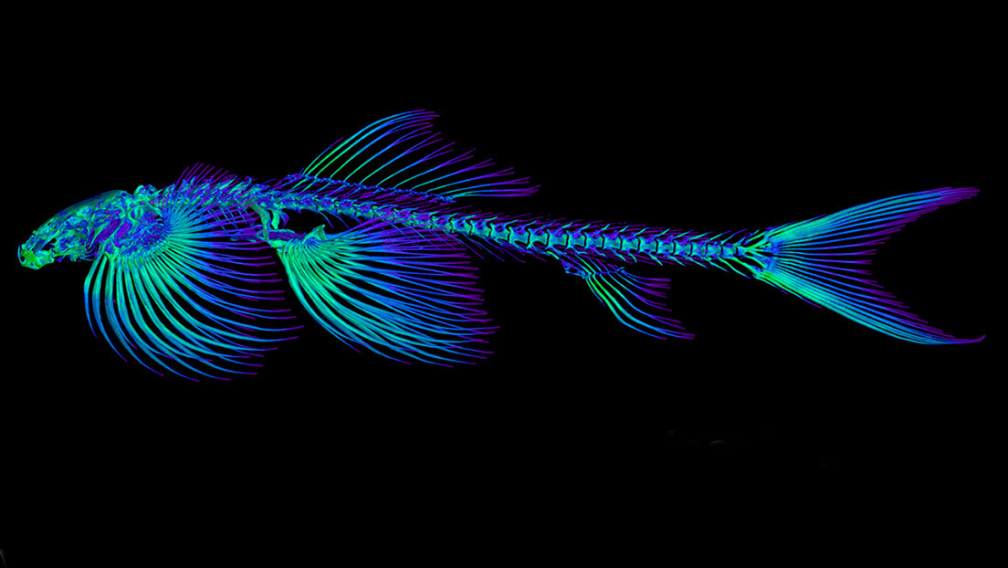 Un estudio descubre 11 especies de peces capaces de caminar